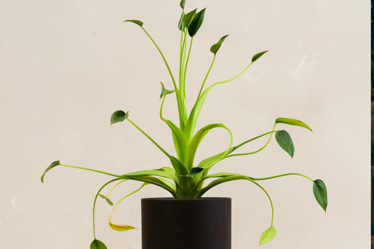 East vs West Windows: Which keeps Alocasia Tiny Dancer leaves smooth?