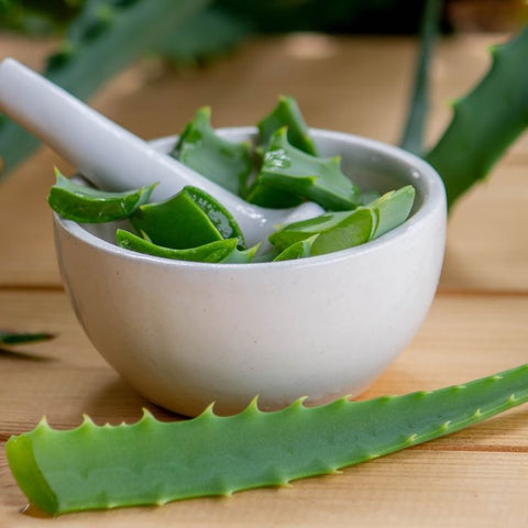 The Secret to Growing a Giant Aloe Vera Indoors in UAE