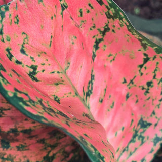 Aloe Vera And Aglaonema Pink: The Perfect Pair For A Healthy Home