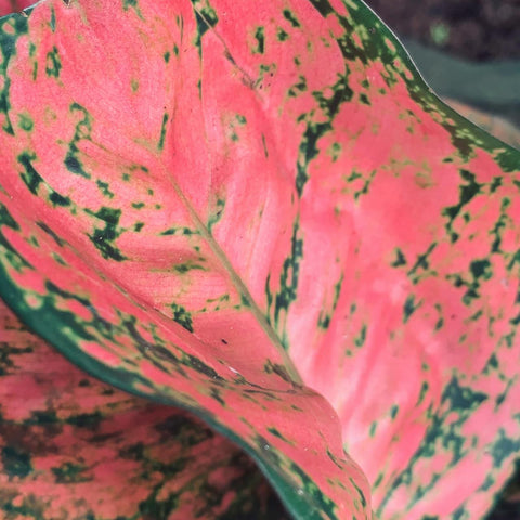 Aloe Vera And Aglaonema Pink: The Perfect Pair For A Healthy Home