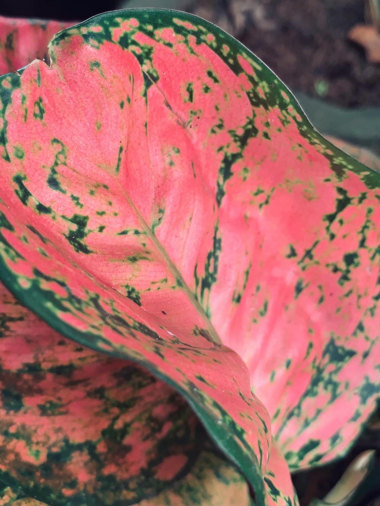 Aloe Vera And Aglaonema Pink: The Perfect Pair For A Healthy Home