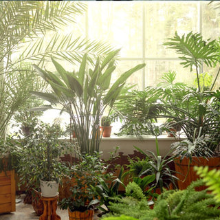 Areca Palm Vs Bamboo Palm: Which One Should You Choose For Your Space?