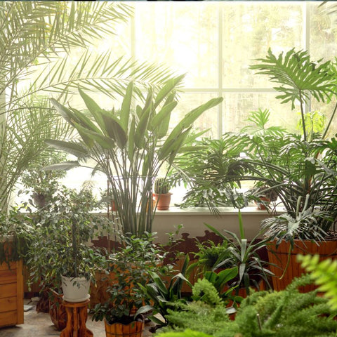 Areca Palm Vs Bamboo Palm: Which One Should You Choose For Your Space?