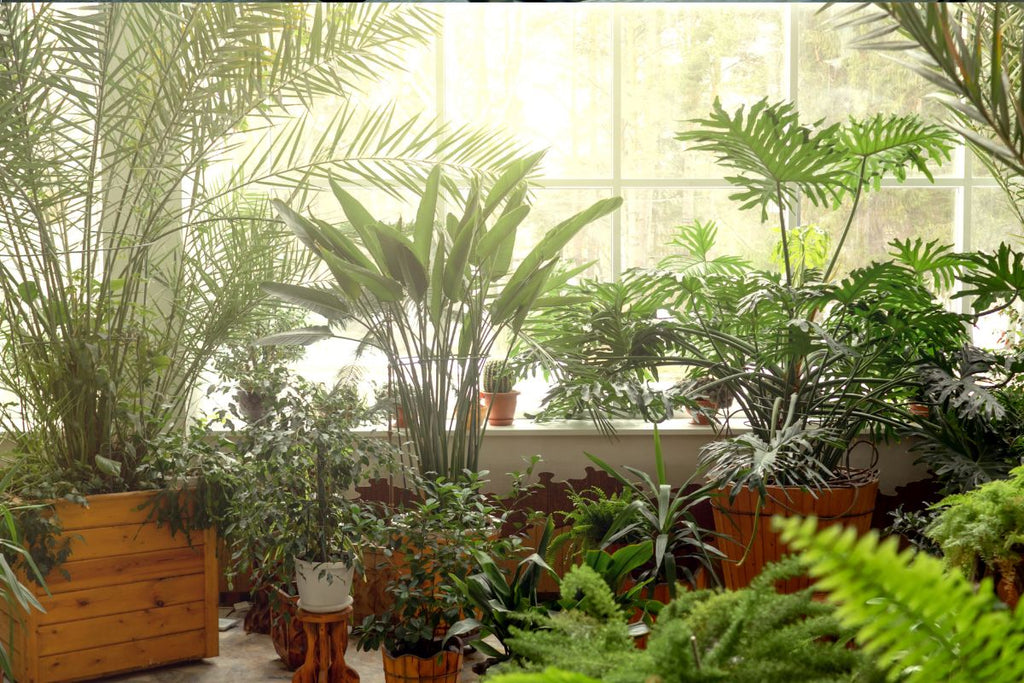 chlorophytum spider plant Spider Plant (Chlorophytum comosum) main image 0