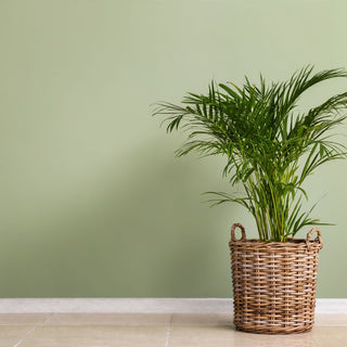 Cold Damage on Areca Palms: Black Spots, What to Cut, What to Keep