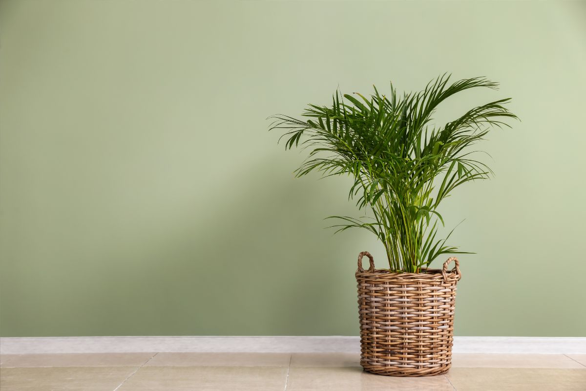 Why Areca Palms Are Trending in Wellness Spaces: Biophilic Design, Calm Vibes & Green Energy