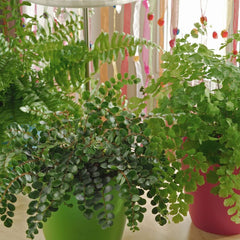 The Secret to Keeping Boston Fern Alive in Dubai