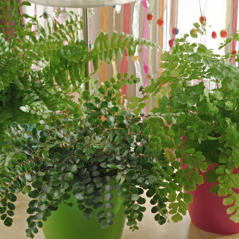 The Secret to Keeping Boston Fern Alive in Dubai