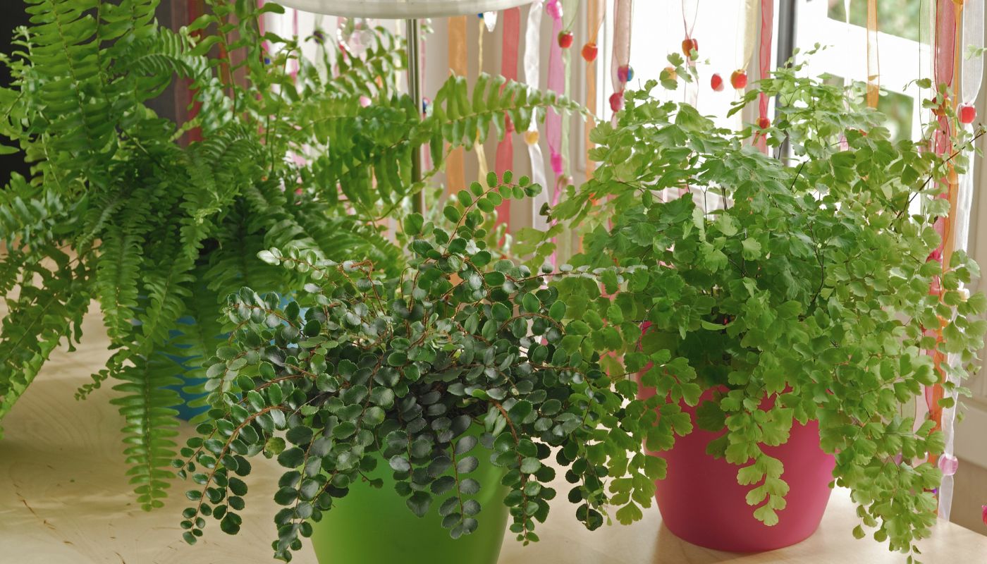How to Care for Boston Fern During UAE Summer Heat