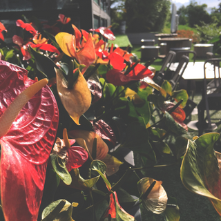 Brighten Your Home: The Cheerful Colors Of Flamingo Flowers