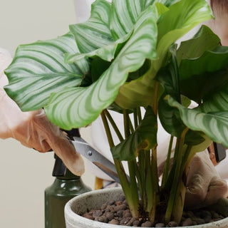 Is Your Tap Water Sabotaging Calathea Orbifolia’s Stripes? Water Quality in Urban Homes