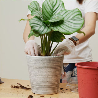 Common Mistakes to Avoid When Growing Calathea Orbifolia in the UAE