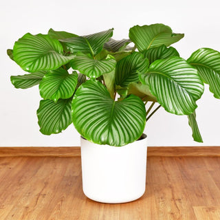Humidity For Calathea Orbifolia: Why Your Plant Needs Moisture To Thrive