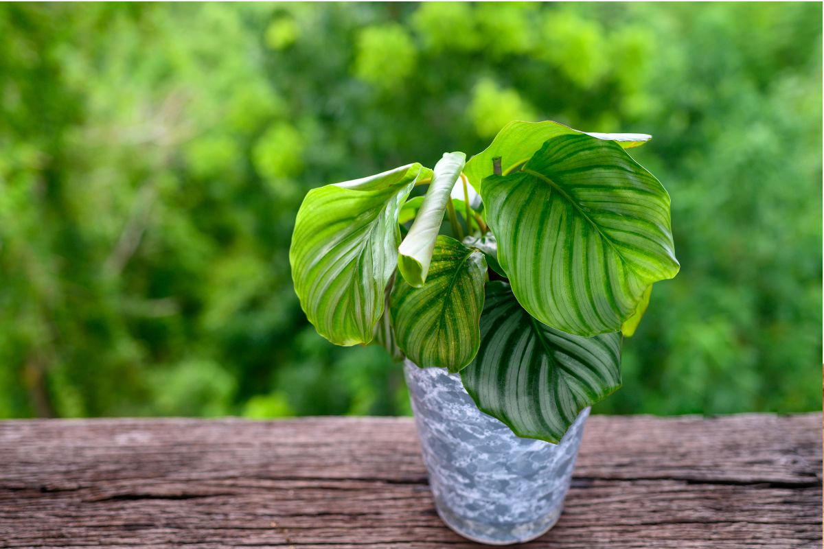 How Much Light Does Calathea Orbifolia Need Indoors? Full Guide