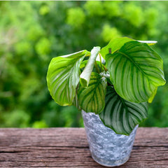 When to Repot Calathea Orbifolia: Avoiding the Dreaded Transplant Shock