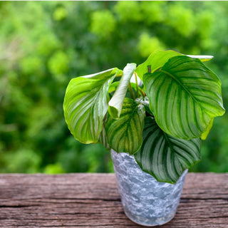 When to Repot Calathea Orbifolia: Avoiding the Dreaded Transplant Shock