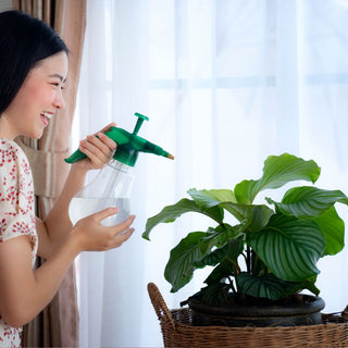 Is Calathea Orbifolia Affected by Blue Light from Screens? Indoor Tech Exposure Explained