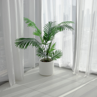 Can Areca Palm Survive The UAE Summer Heat? Expert Tips Inside