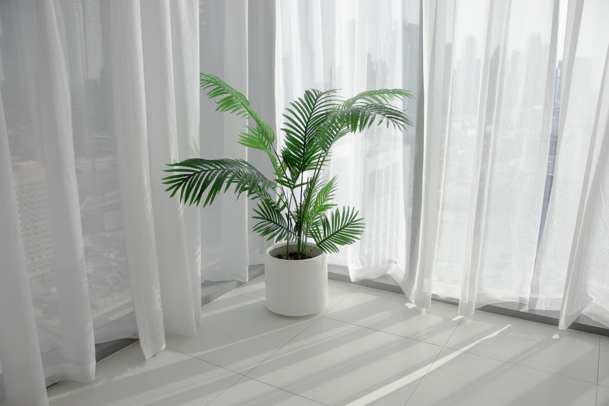 White Powder on Areca Palm Fronds, Causes and Fixes UAE