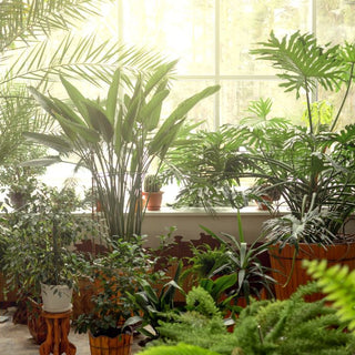 Can Too Much Sunlight Harm Indoor Plants? Here’s What You Need to Know