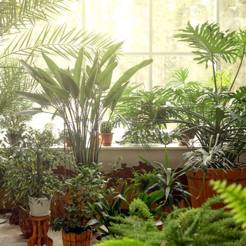 Can Too Much Sunlight Harm Indoor Plants? Here’s What You Need to Know