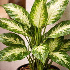 Does Dieffenbachia Compacta Need High Humidity? Real Requirements for Indoor Homes