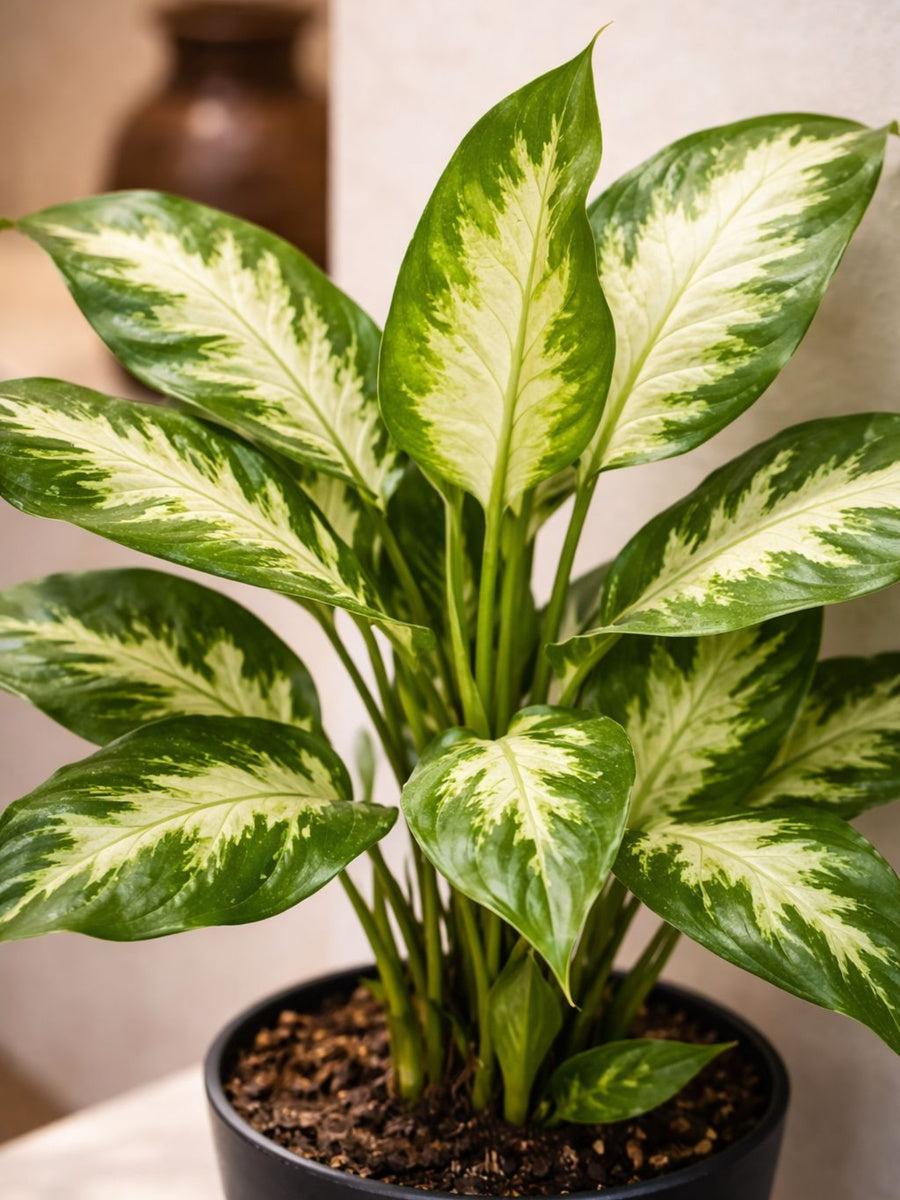 Does Dieffenbachia Compacta Need High Humidity? Real Requirements for Indoor Homes