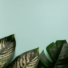 Dieffenbachia Tropic Snow Light Map: How Far to Place It From Each Window Direction