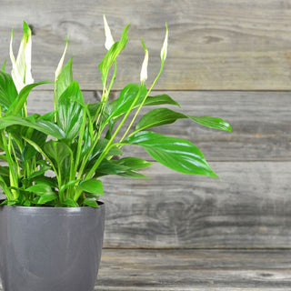 Can Peace Lilies Handle Air Conditioning in Summer Homes?
