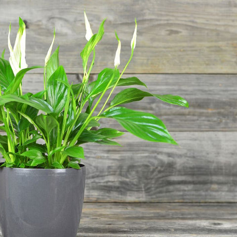 Beat The Heat: How To Keep Indoor Peace Lilies Happy With Kitchen Remedies
