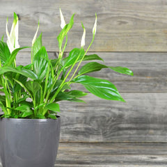 Peace Lily Root Rot, Signs, Causes and Recovery UAE