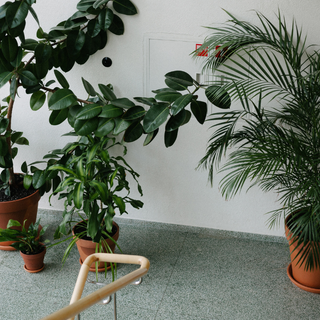 How to Build a Low-Maintenance Desert Garden in the UAE