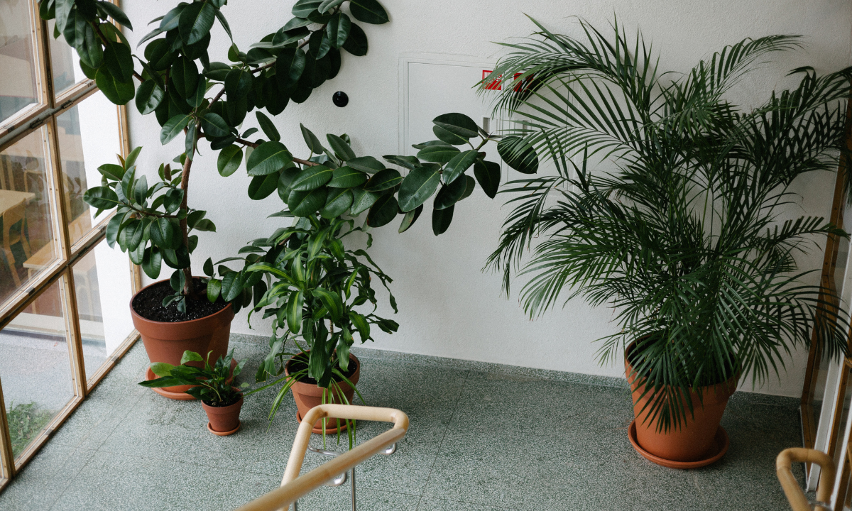 How to Build a Low-Maintenance Desert Garden in the UAE