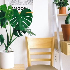 How Fast Does Swiss Cheese Plant Grow Indoors in UAE?
