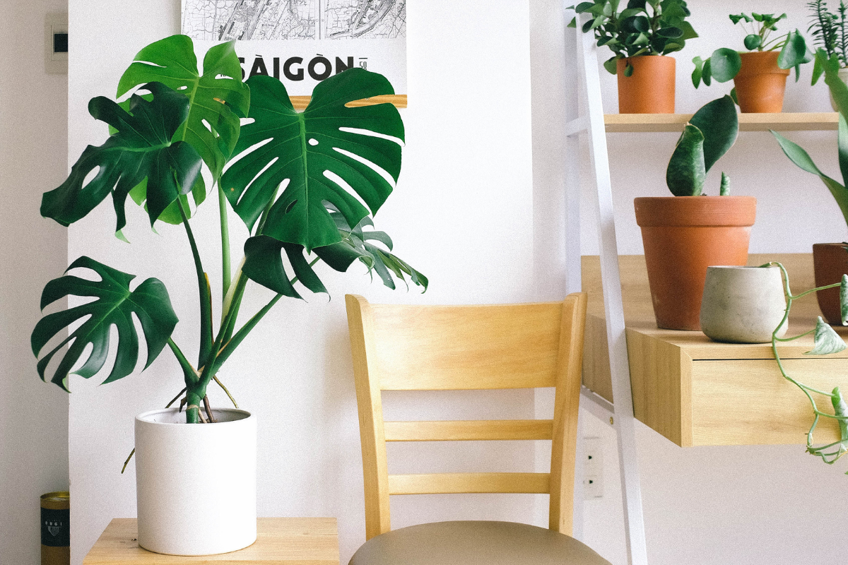 How Fast Does Swiss Cheese Plant Grow Indoors in UAE?
