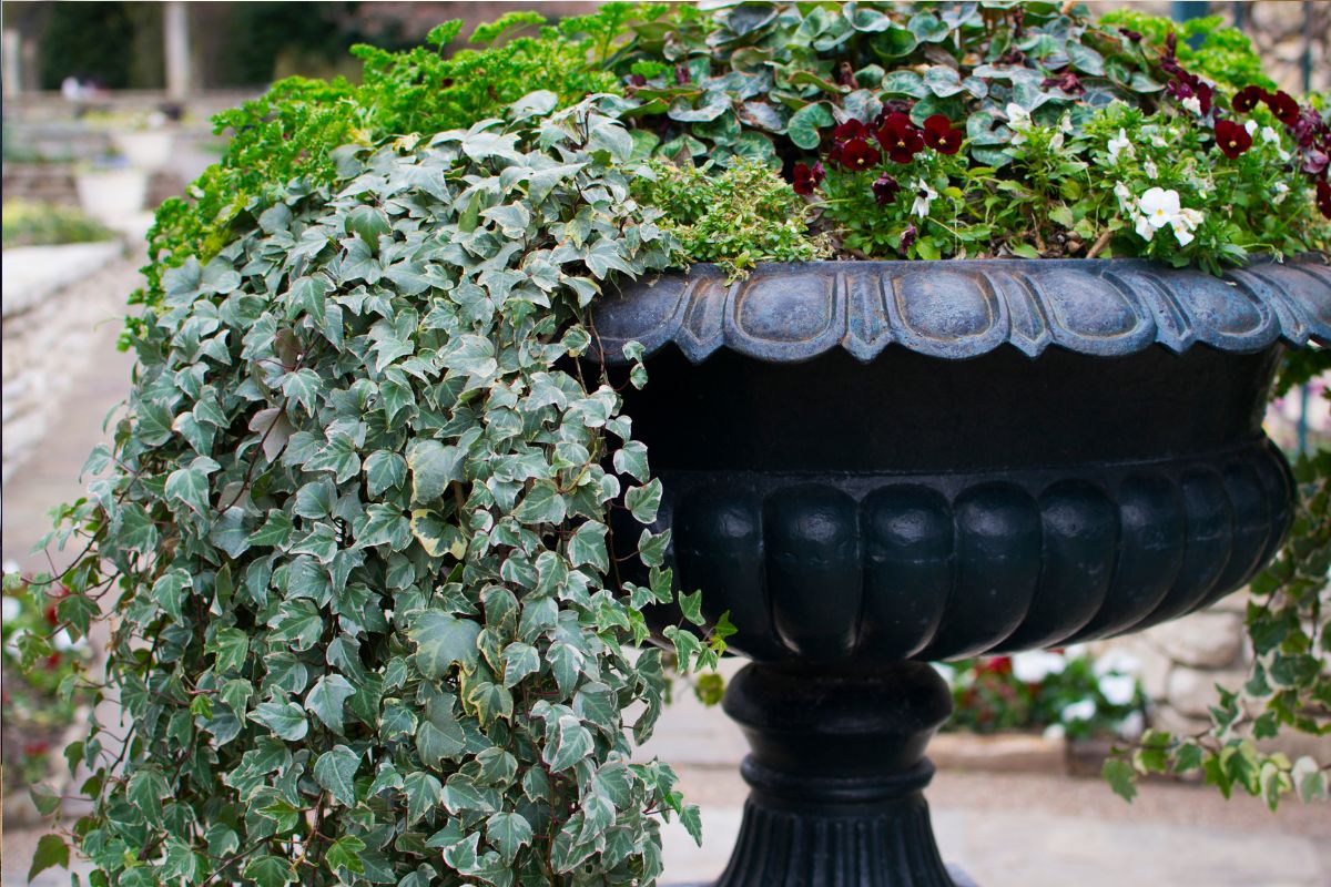 The Secret to Keeping English Ivy Alive in Dubai