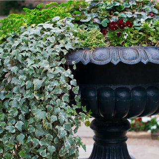 How to Make English Ivy Bushier: Simple Growth Hacks