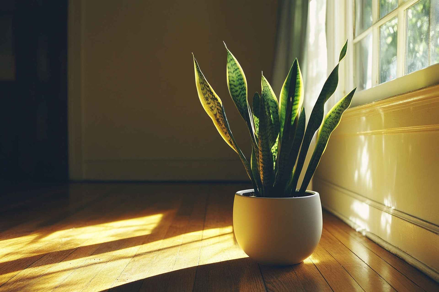 Snake Plant In Direct Sun Vs. Indirect Light In UAE Conditions