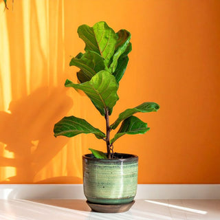 How Often to Water Fiddle Leaf Plant: Avoid Root Rot in 3 Steps