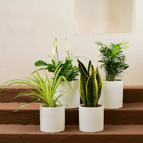 How EMF Radiation and Wi-Fi Exposure May Impact Snake Plant Growth Indoors