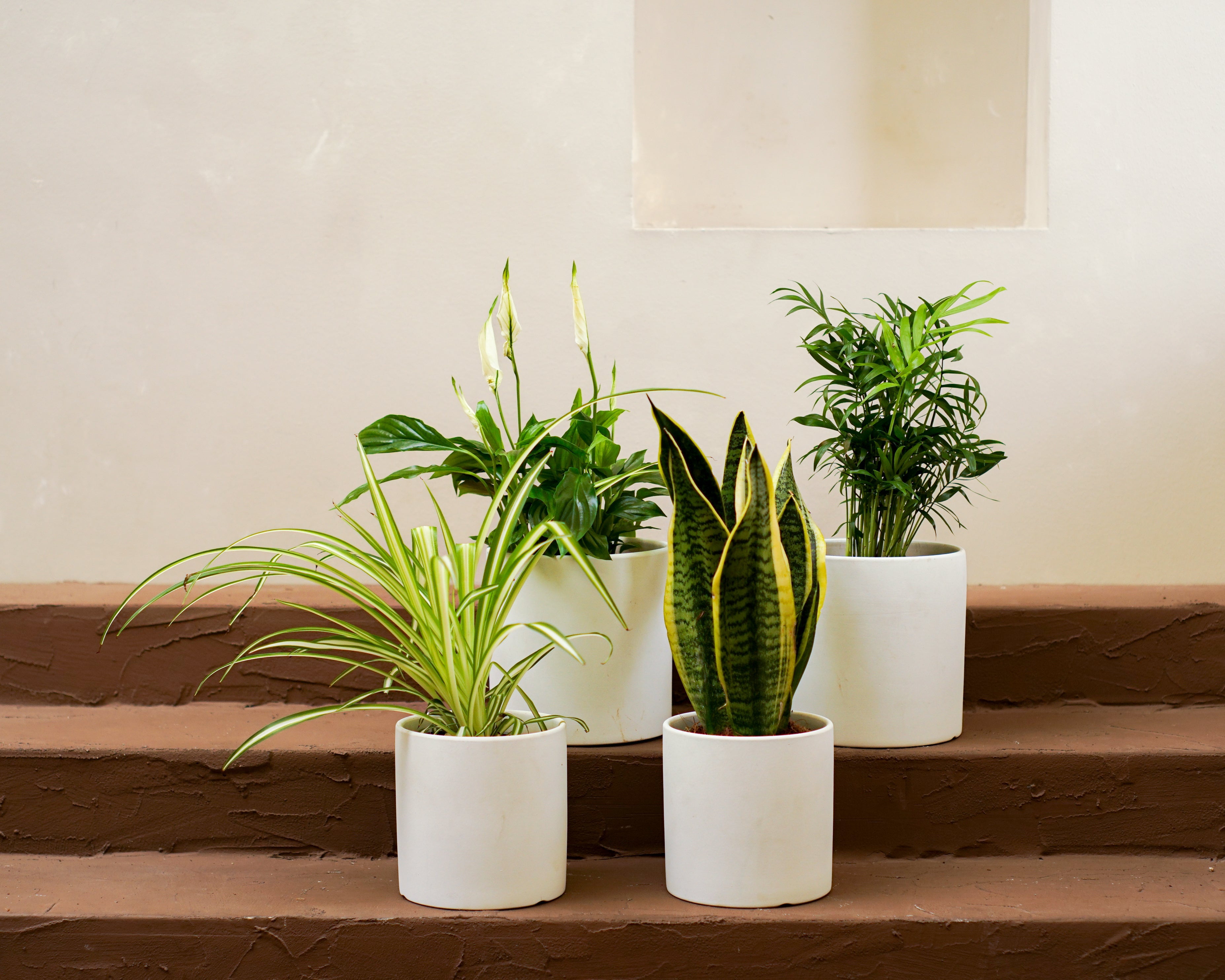 How EMF Radiation and Wi-Fi Exposure May Impact Snake Plant Growth Indoors