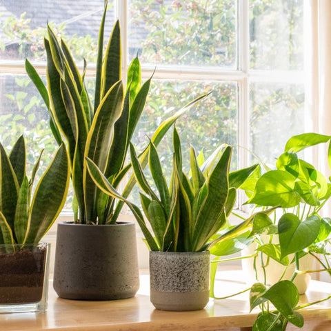 Why Your Snake Plant Leaves Are Bending — And How to Fix It