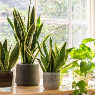 The Right Way to Clean Snake Plant Leaves for Maximum Growth