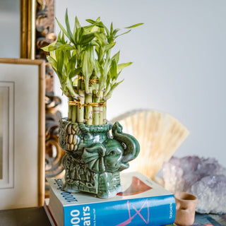 Bamboo Plants For Home Offices: Creating A Productive Work-from-Home Environment