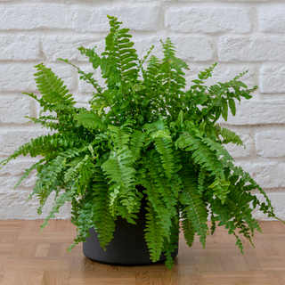 Yellow Fronds on a Boston Fern: What to cut and what to keep