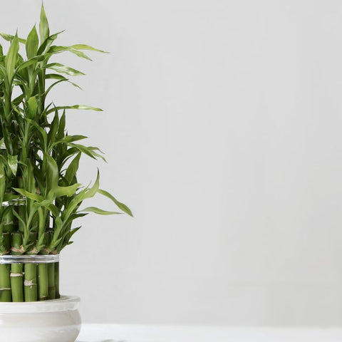 The Role of Filtered Water and Natural Additives in Lucky Bamboo Health