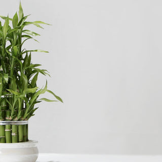 Lucky Bamboo And Water Quality: What You Need To Know