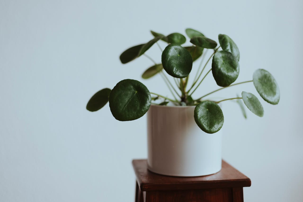 Eco-Friendly Decor: Using Money Plants In Your Home