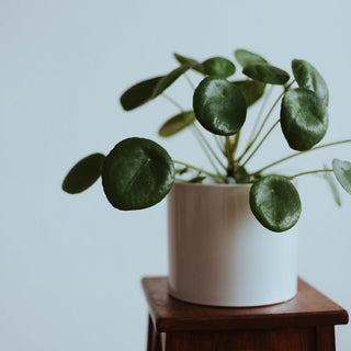 Why Money Plant Is The Perfect Low-Maintenance Indoor Plant