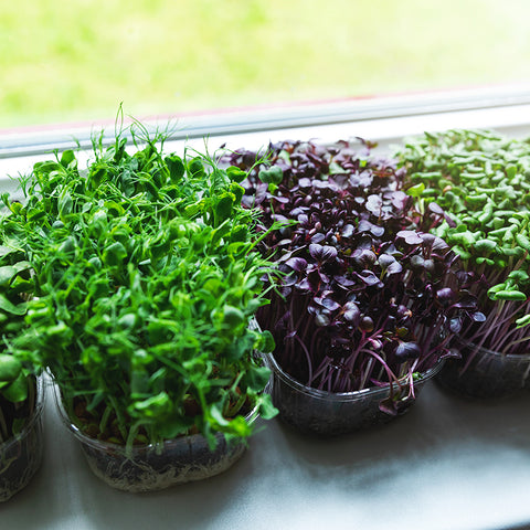 Baby Greens Growhub